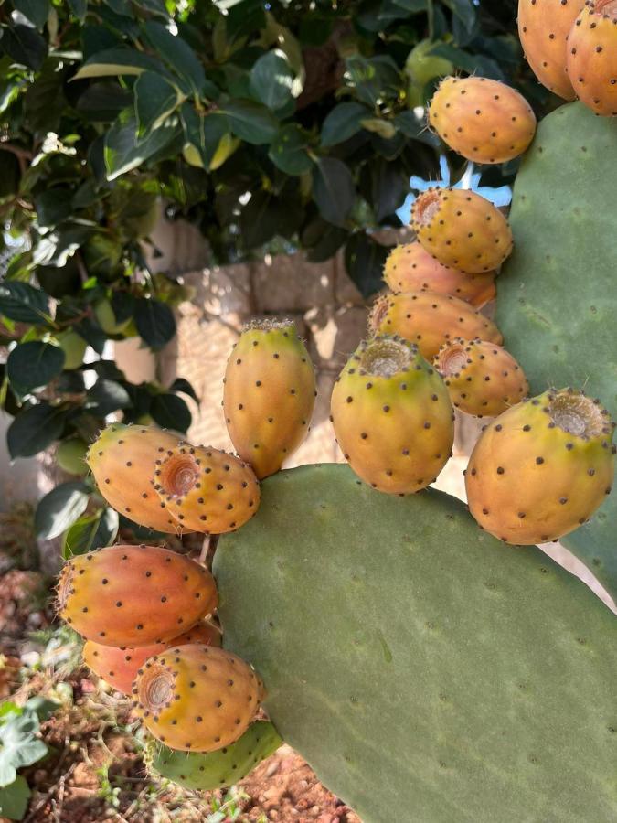 诺西Il Trullo Di Mattia别墅 外观 照片